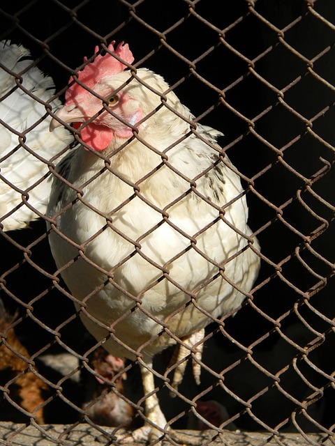 女子跳水运 女子跳水运